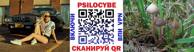 Купить где  Лысково  Псилоцибиновые грибы Psilocybe 